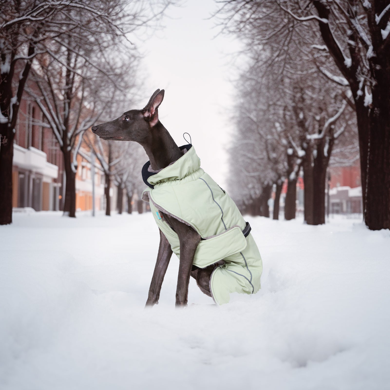 LaiFug Green Stand Collar Cloak Dog Winter Coat