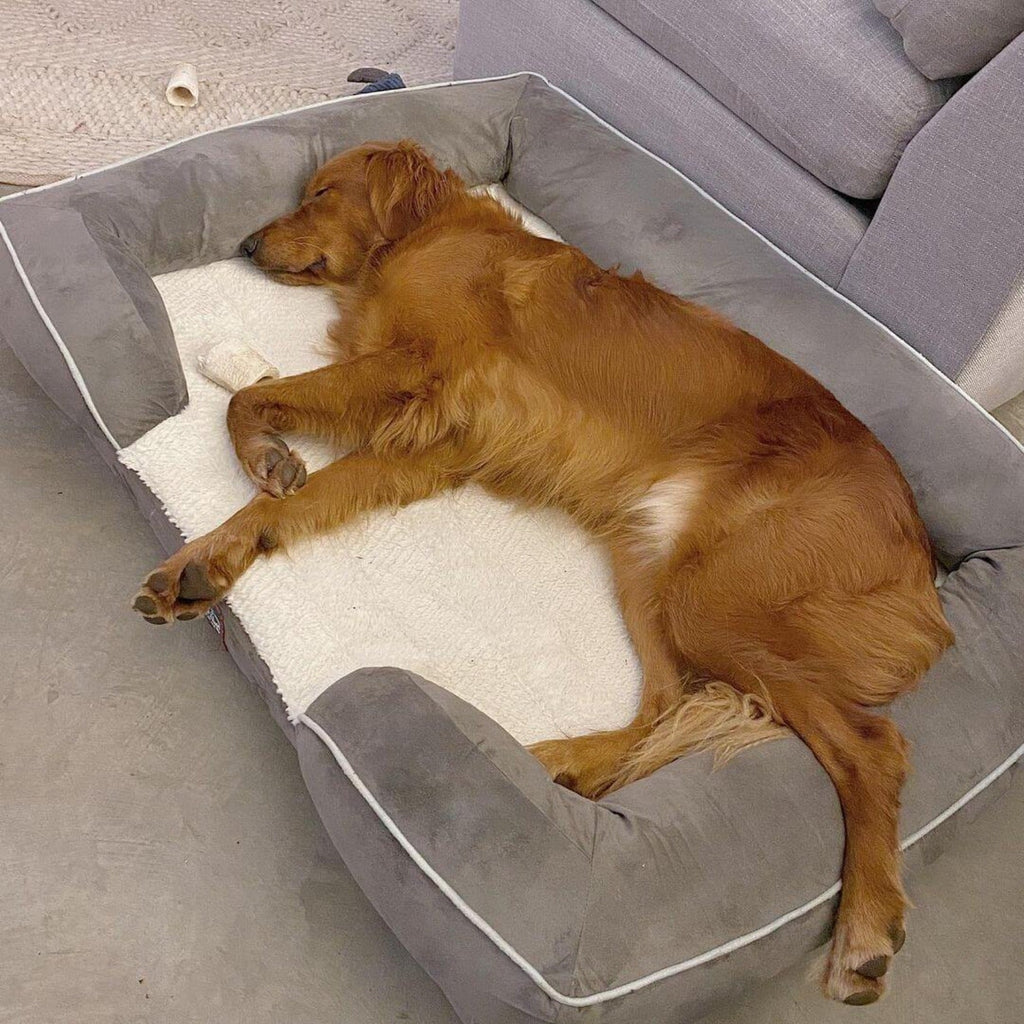Say Goodbye to Sleepless Nights: How a Laifug Large Dog Sofa Can Help ...