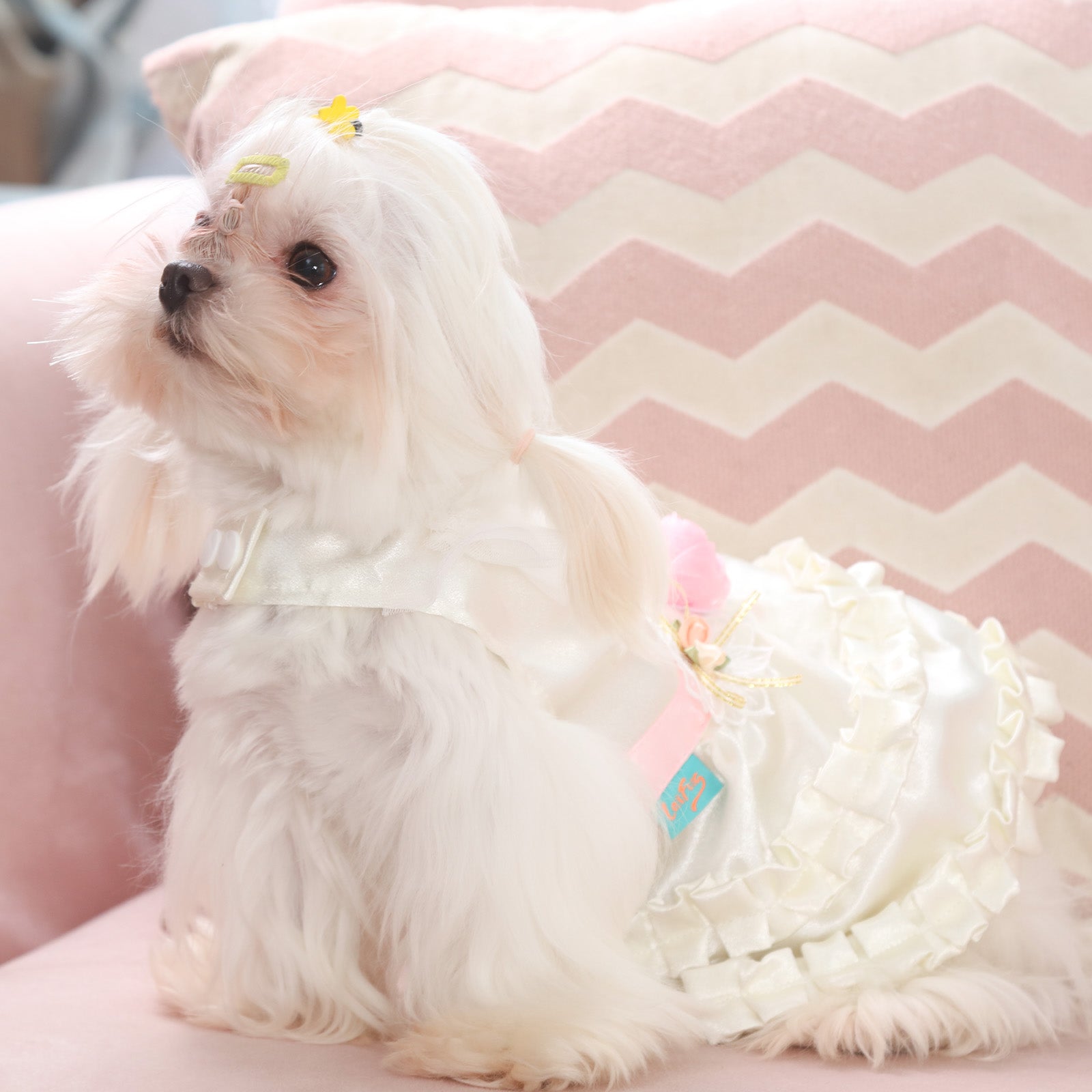 Puppy wedding dress deals